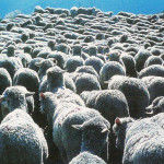 troupeau moutons merinos